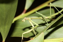 Archimantis latistyla