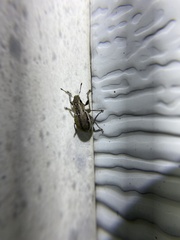 Naupactus peregrinus