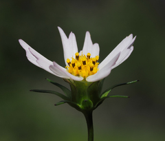 Cosmos parviflorus