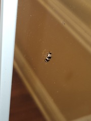 Ischyrus quadripunctatus