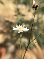Malacothrix saxatilis tenuifolia