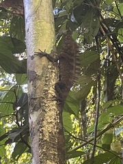 Gonocephalus bornensis