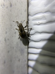Naupactus peregrinus