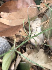 Malacothrix saxatilis tenuifolia