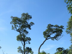 Aspidosperma polyneuron