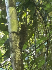 Gonocephalus bornensis