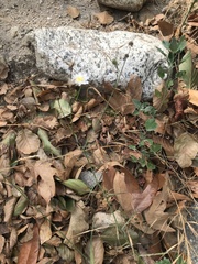 Malacothrix saxatilis tenuifolia