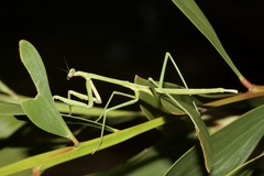 Archimantis latistyla