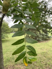Gleditsia