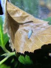 Gyponana octolineata