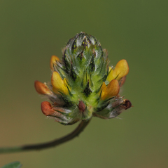 Dalea brachystachya