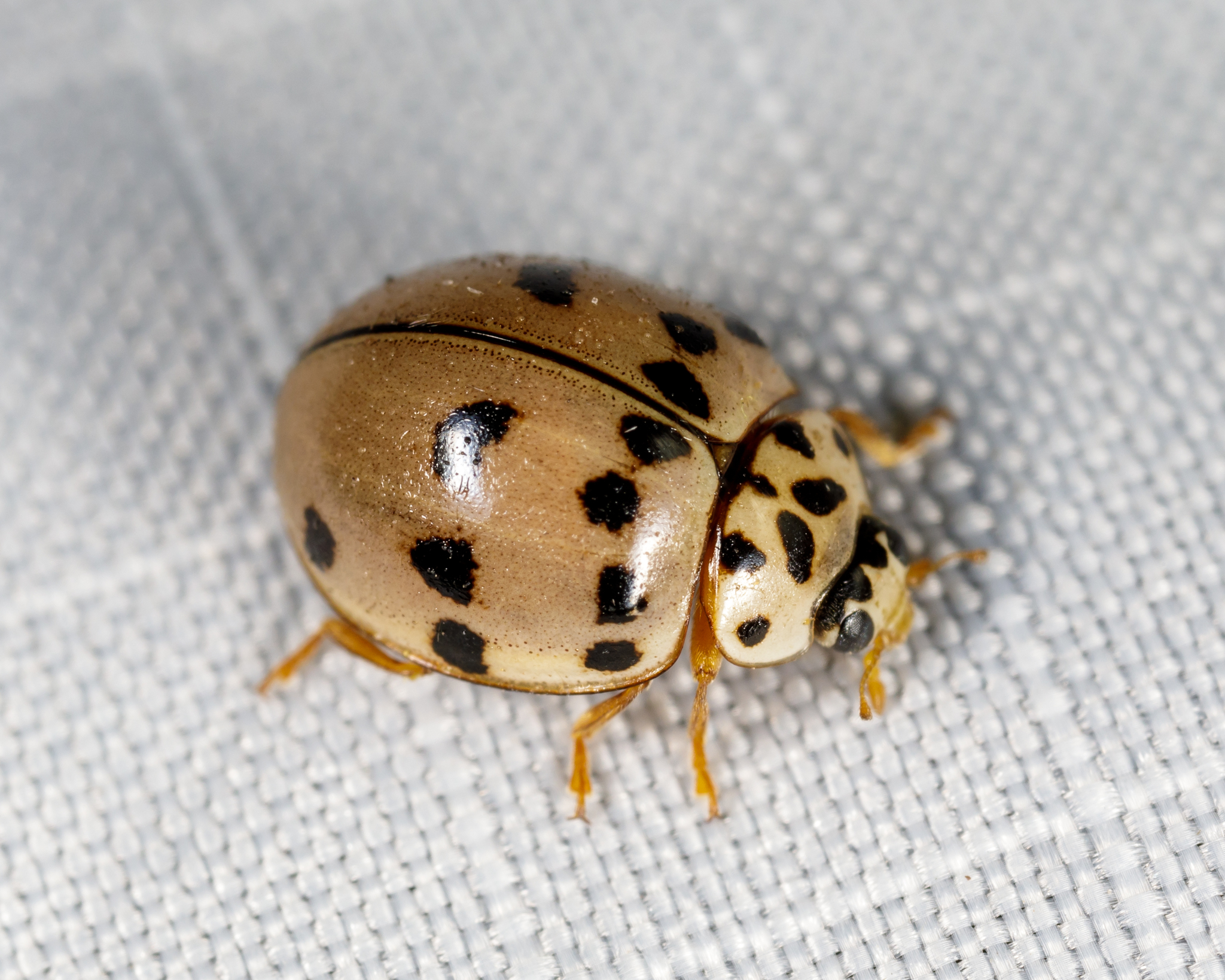 Ashy Gray Lady Beetle Olla v nigrum iNaturalist