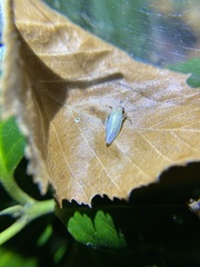 Gyponana octolineata