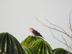 Streptopelia semitorquata