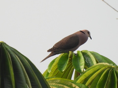 Streptopelia semitorquata