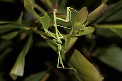 Archimantis latistyla
