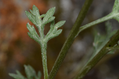 Artemisia michauxiana