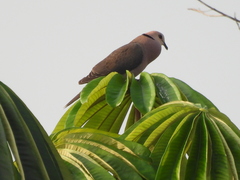Streptopelia semitorquata