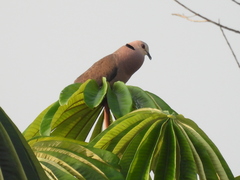 Streptopelia semitorquata
