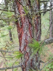 Pinus patula