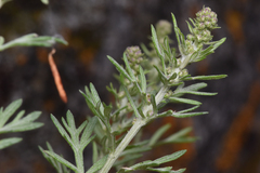 Artemisia michauxiana
