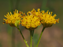 Hymenopappus filifolius