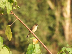 Chlorocichla simplex