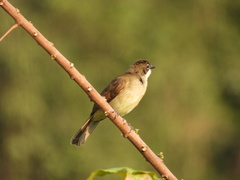 Chlorocichla simplex
