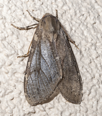 Pseudohemihyalea labecula