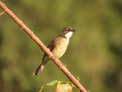 Chlorocichla simplex
