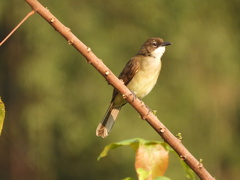 Chlorocichla simplex