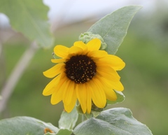 Helianthus argophyllus