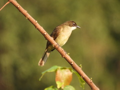 Chlorocichla simplex