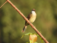 Chlorocichla simplex