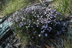 Olearia iodochroa