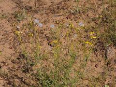Senecio spartioides
