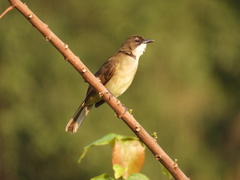 Chlorocichla simplex