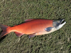 Oncorhynchus nerka
