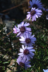 Olearia iodochroa