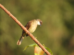 Chlorocichla simplex