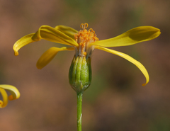 Senecio spartioides