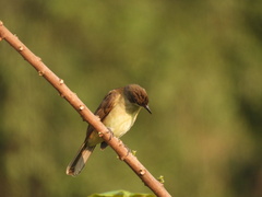 Chlorocichla simplex