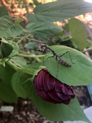 Stagmomantis carolina