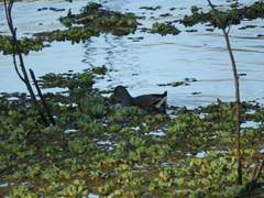 Porphyriops melanops