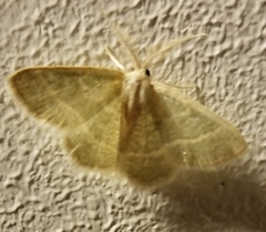 Chlorochlamys chloroleucaria