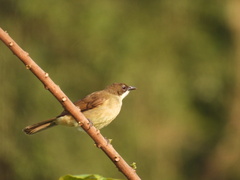 Chlorocichla simplex