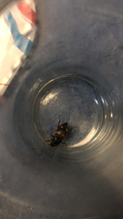 Nicrophorus orbicollis