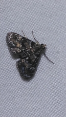 Elophila