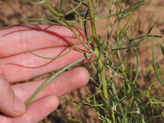 Senecio spartioides