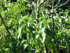 Solanum granulosoleprosum